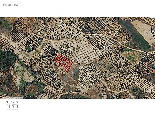 Şarköy Hoşköyde Deniz Manzaralı 1705m² Verimli Zeytinlik - Satılık Arsa İlanları sahibinden.comda