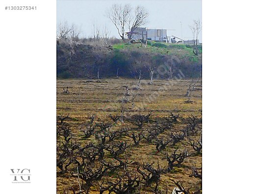 Şarköy Hoşköyde 3626m² Yola Cepheli Verimli Satılık Tarla - Satılık Arsa İlanları sahibinden.comda